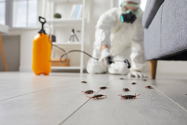 Commercial Rodent Management in Solana